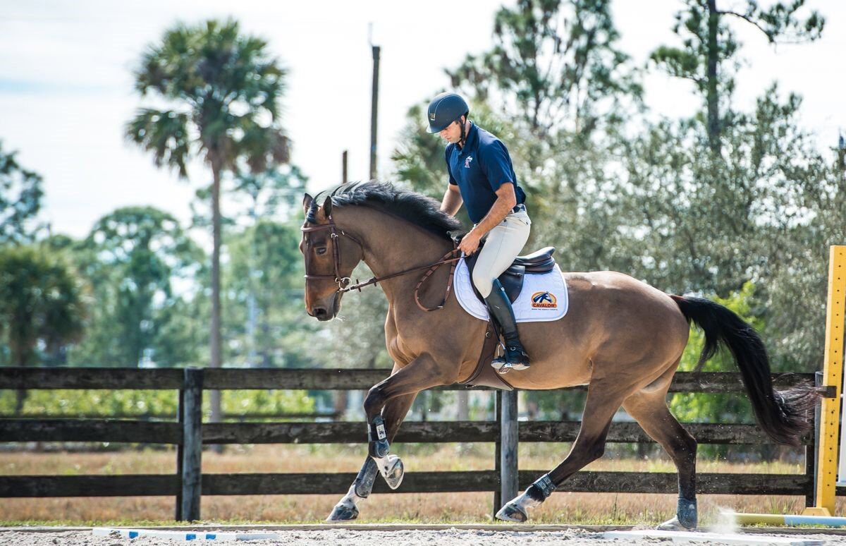 Votre cheval en pleine forme physique: bien commencer, c&rsquo;est déjà à moitié gagné
