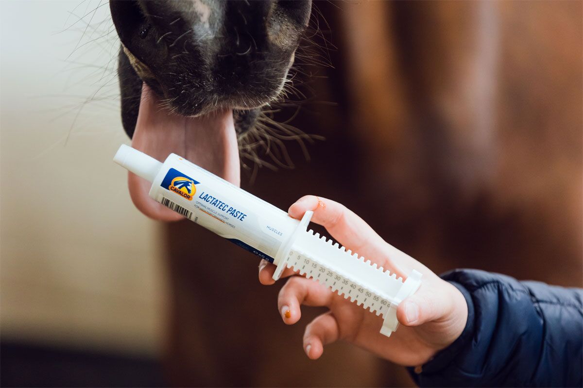 Alles over pasta’s voor paarden