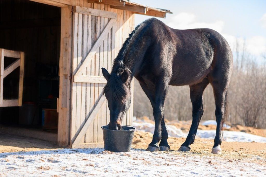 Ein älteres Pferd fit durch den Winter