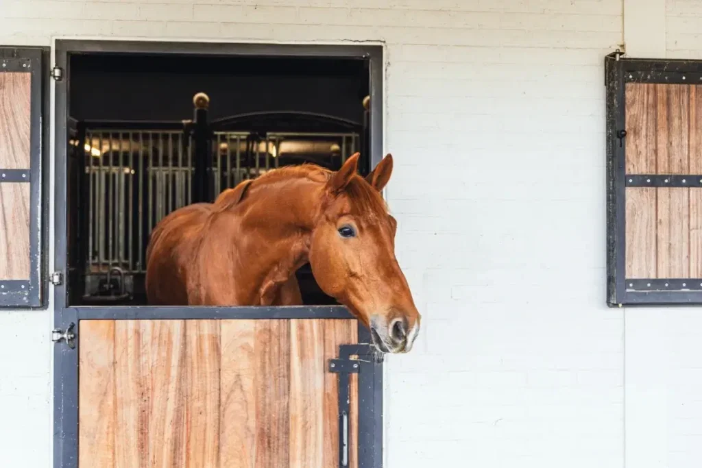 Mon cheval a des ulcères gastriques. Gastro Aid ou oméprazole ?