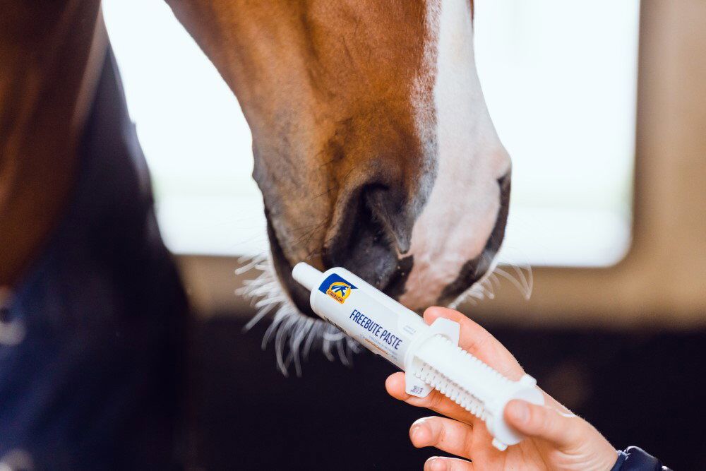 FreeBute Paste