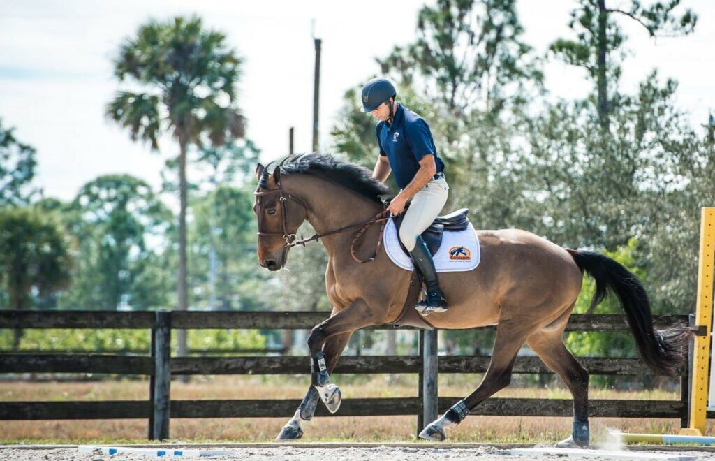 Science Sunday: When conditioning horses, a good start is half the battle  