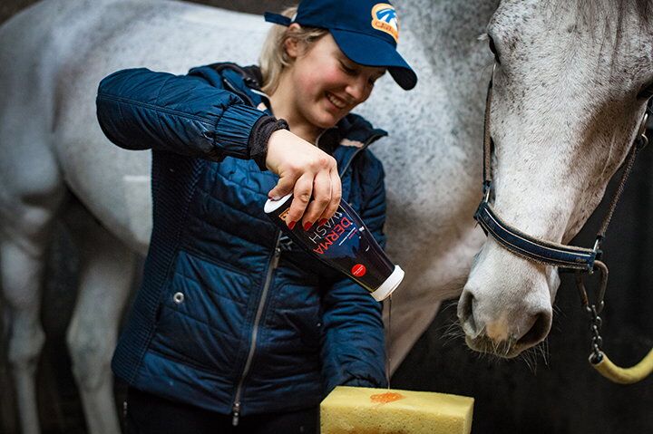 Wie behandelt man kleine Wunden beim Pferd?