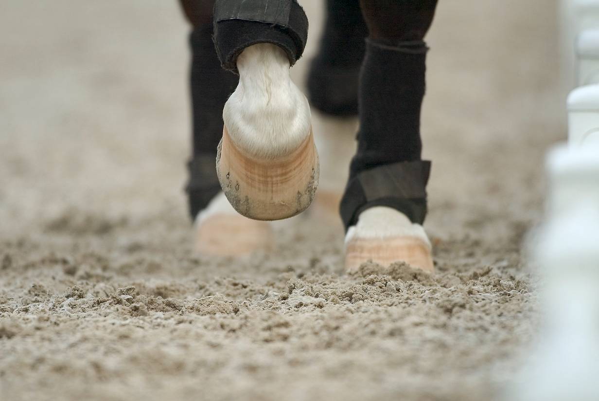 The healthy hoof file