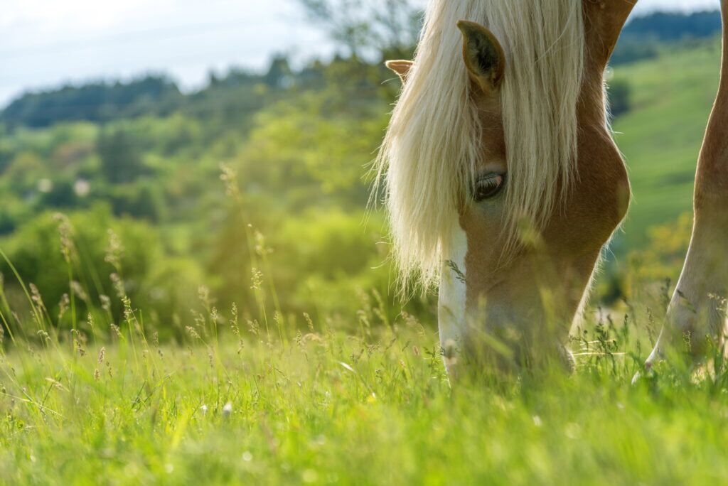 Spring grass and fructan: What should you pay attention to? 