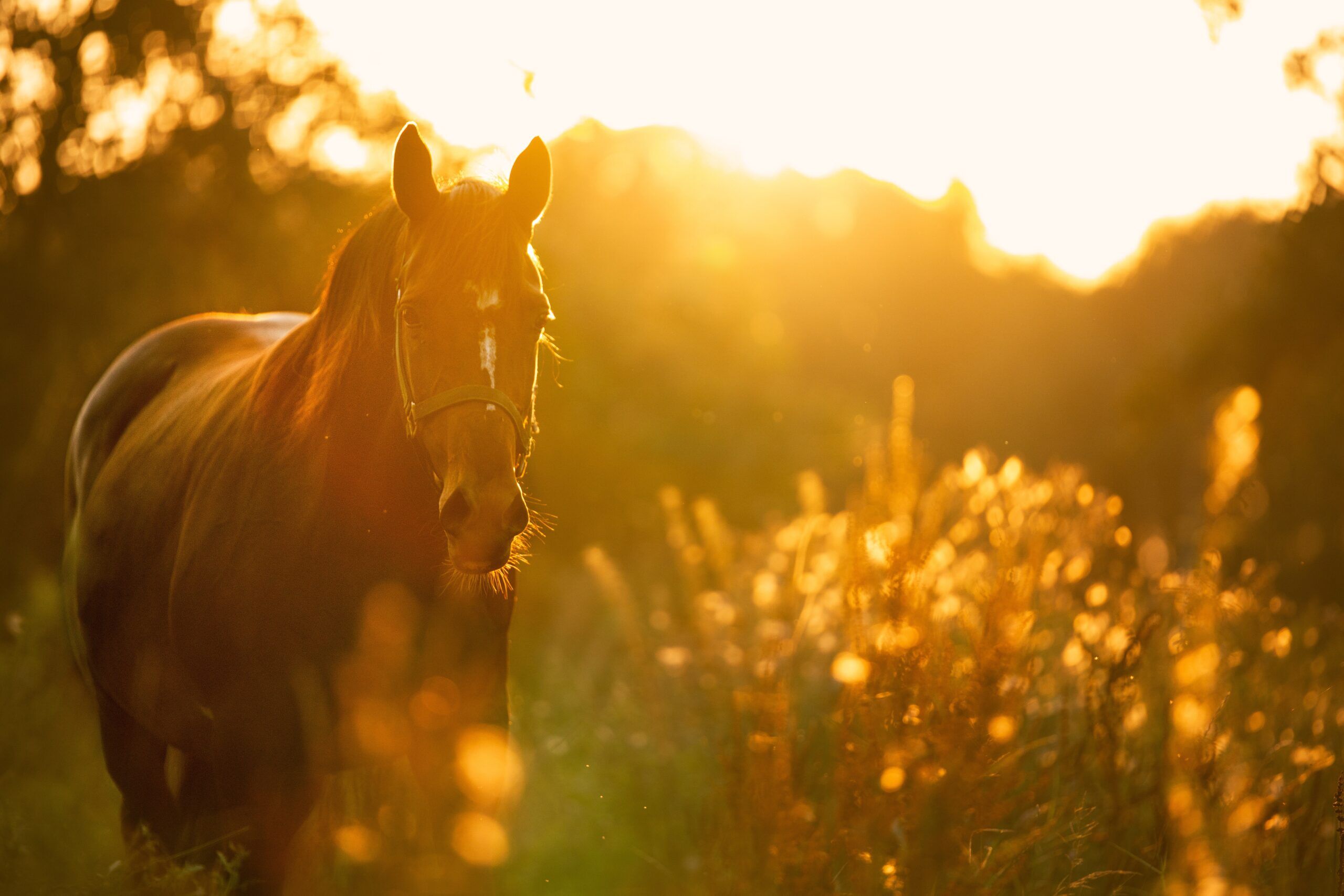 Ce que vous devez savoir sur les chevaux et le sucre