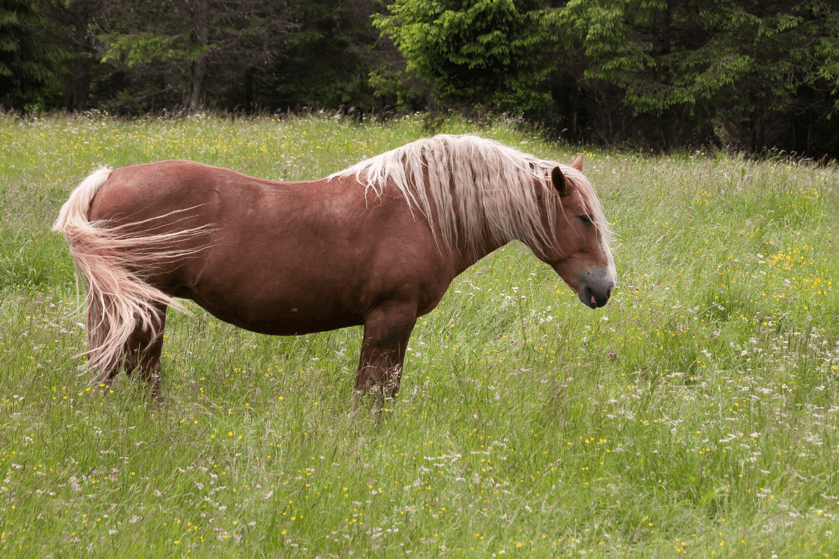 All about nutrition and laminitis  