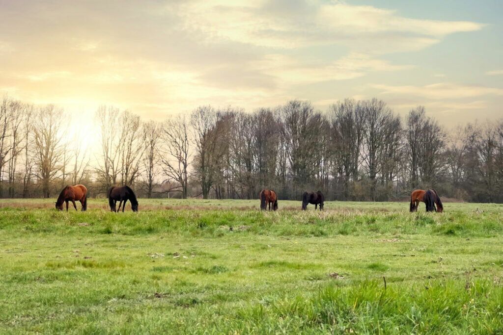 Here are the most frequently asked questions about sugar and horses