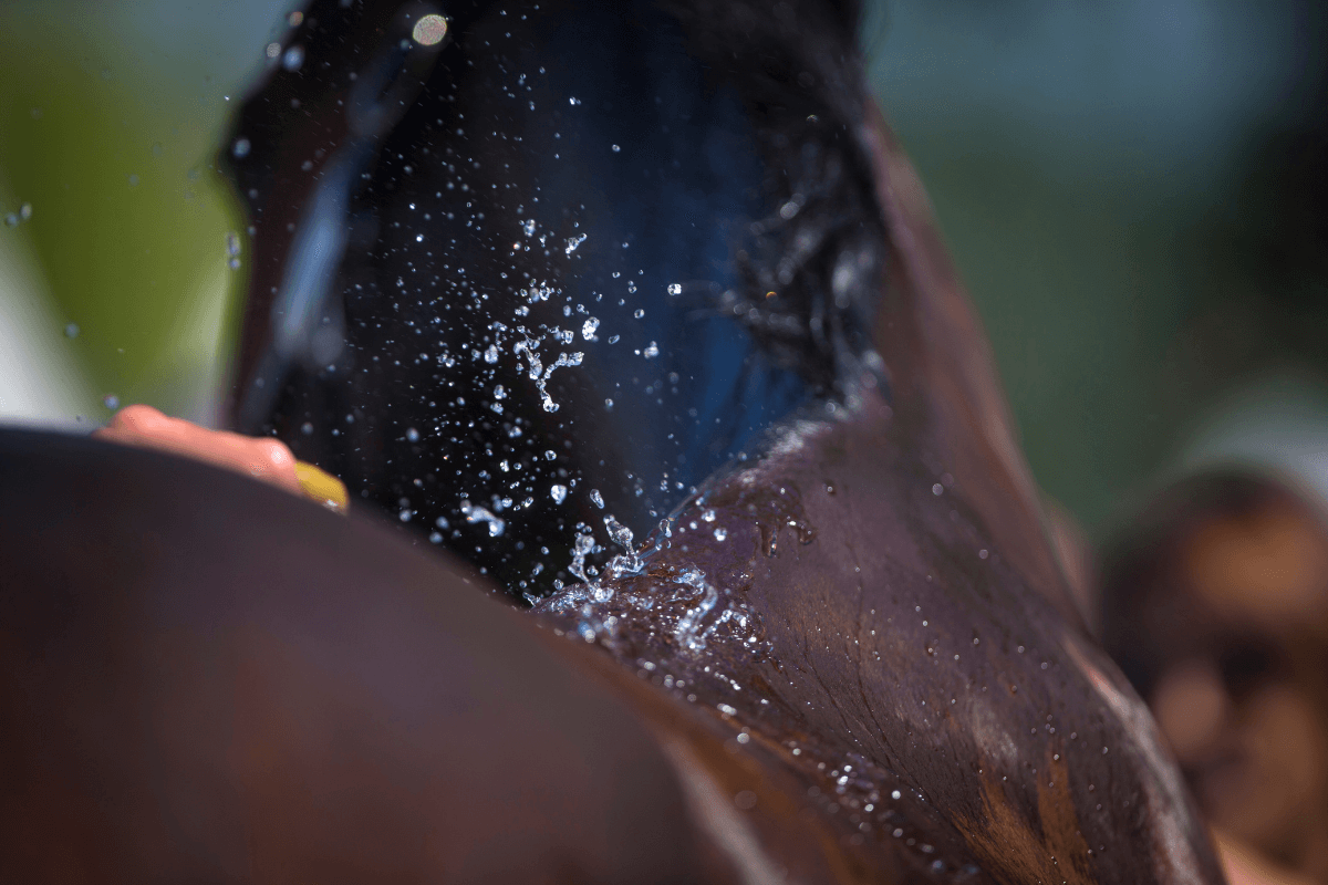 Conseils pour l&rsquo;été : comment garder votre cheval confortable et en bonne santé par temps chaud?