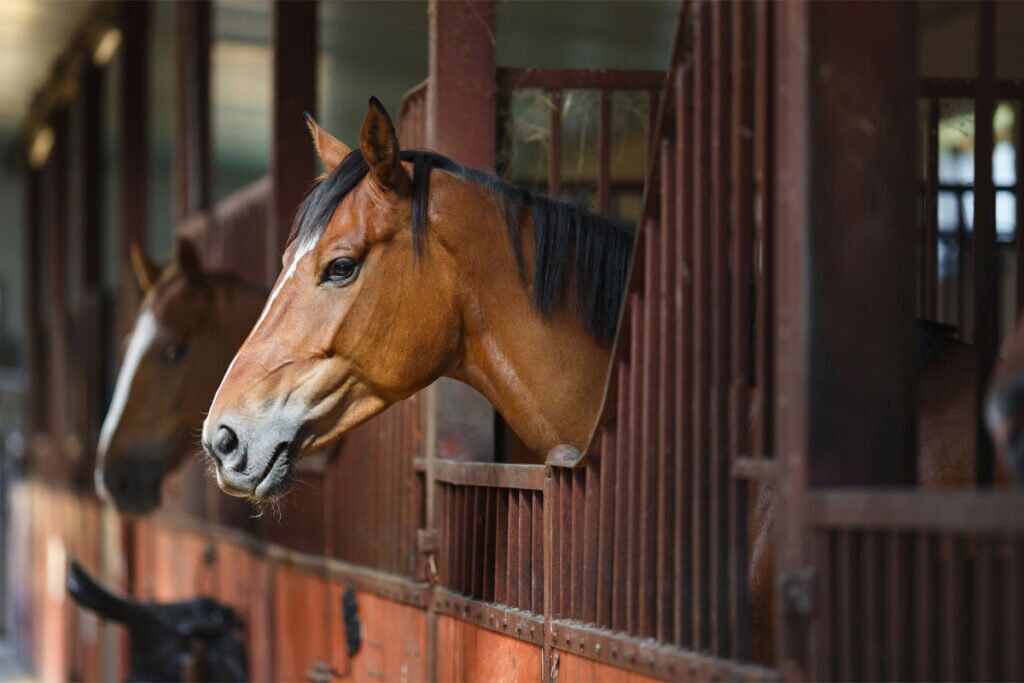 Three tips for switching from pasture to (more) stable