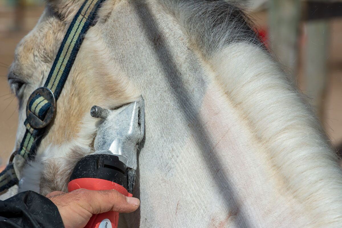 Top 5 tips for clipping your horse