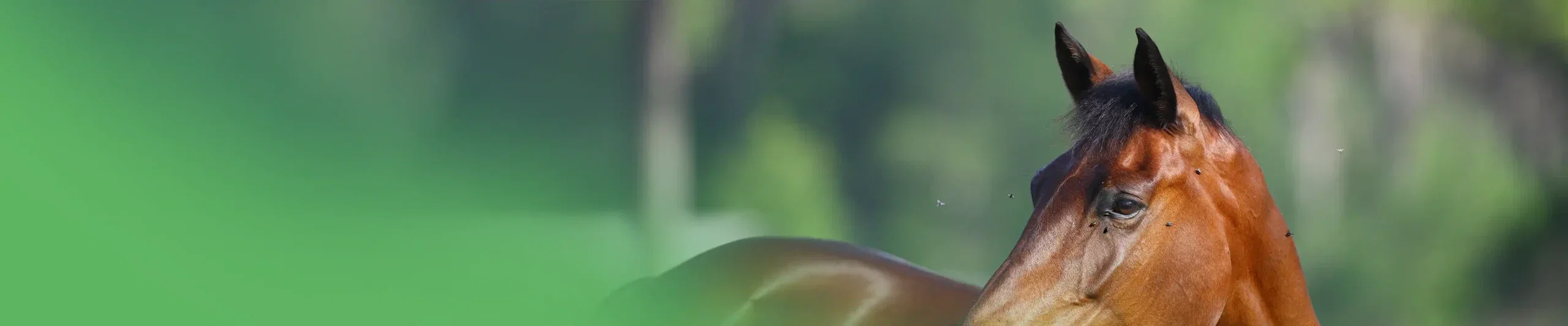 Insectes