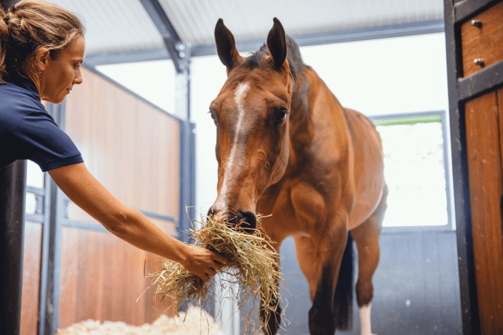 6 ways to prevent equine digestive problems
