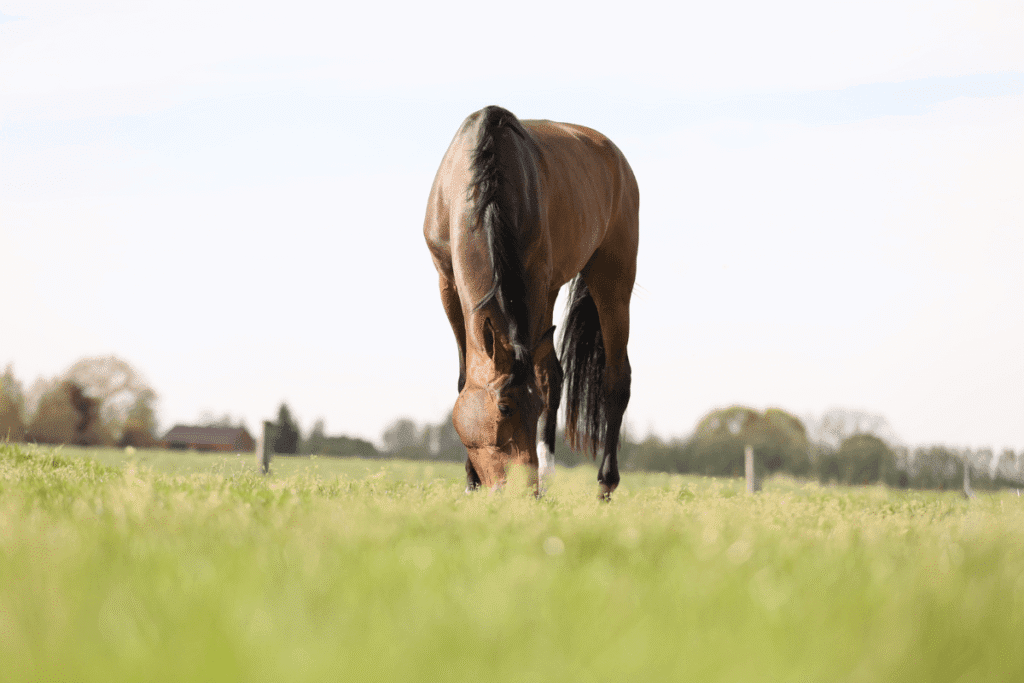 A perfect balance of highs & lows: why every horse needs more than just forage