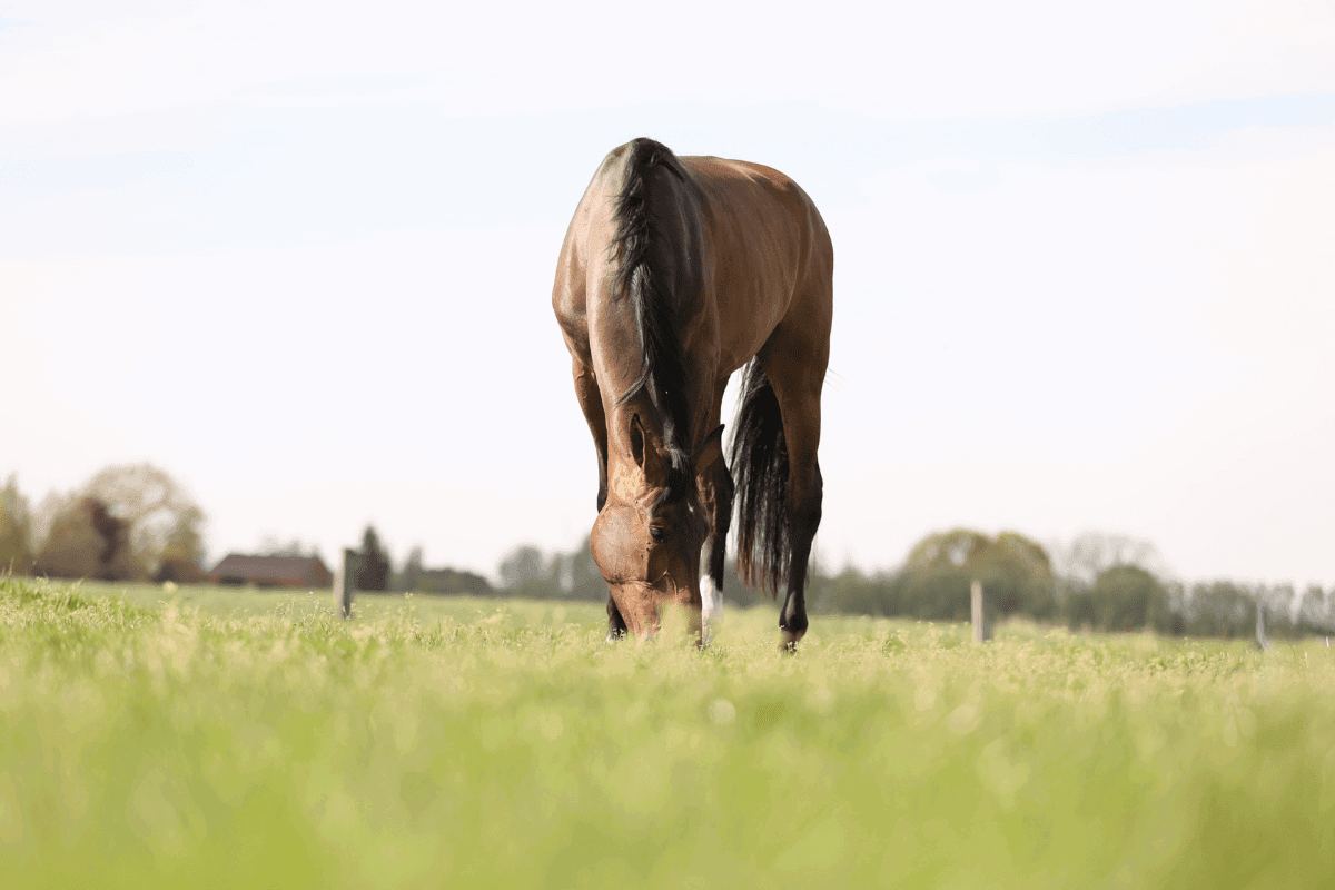 A perfect balance of highs & lows: why every horse needs more than just forage
