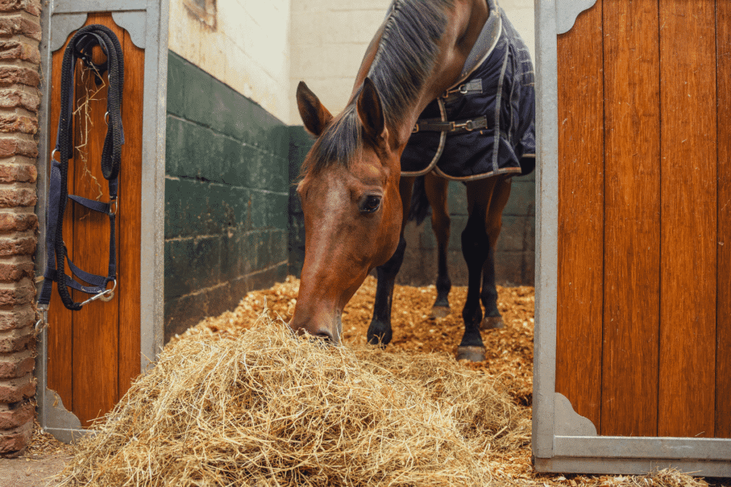 Your daily scoop of happiness: the power of the right nutrition for your horse