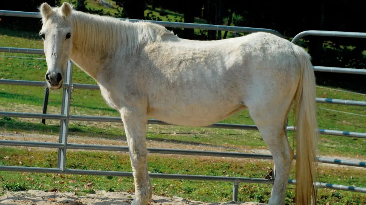 Comment préserver le poids de mon cheval atteint de PPID (maladie de Cushing) ?