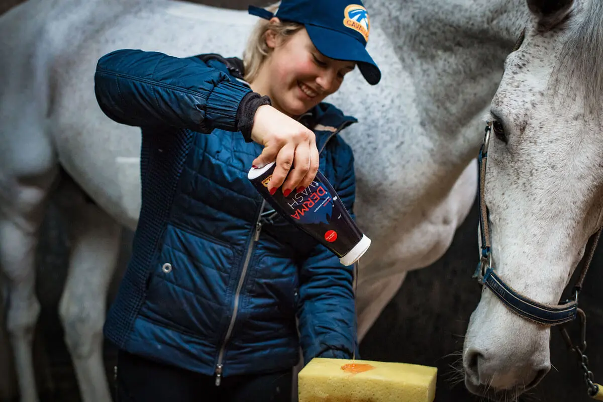 How to treat horses with small wounds?