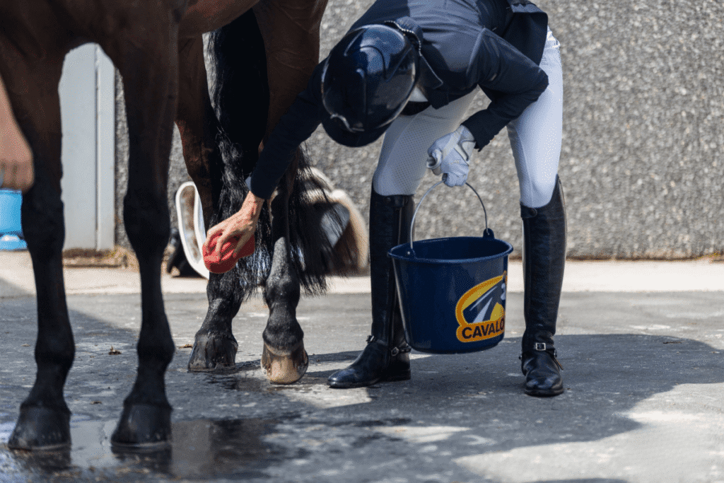 4 tips to optimally prepare your horse for competition and hot days