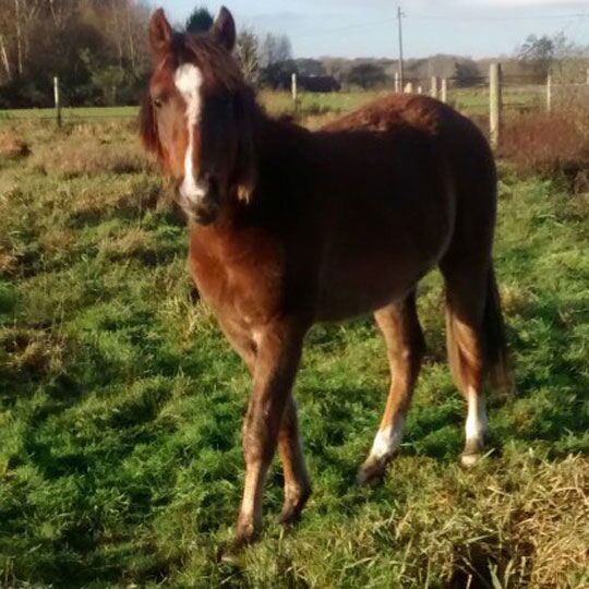Take It Easy Forte - Cavalor | FarmVet