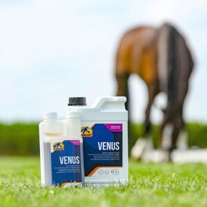 Venus