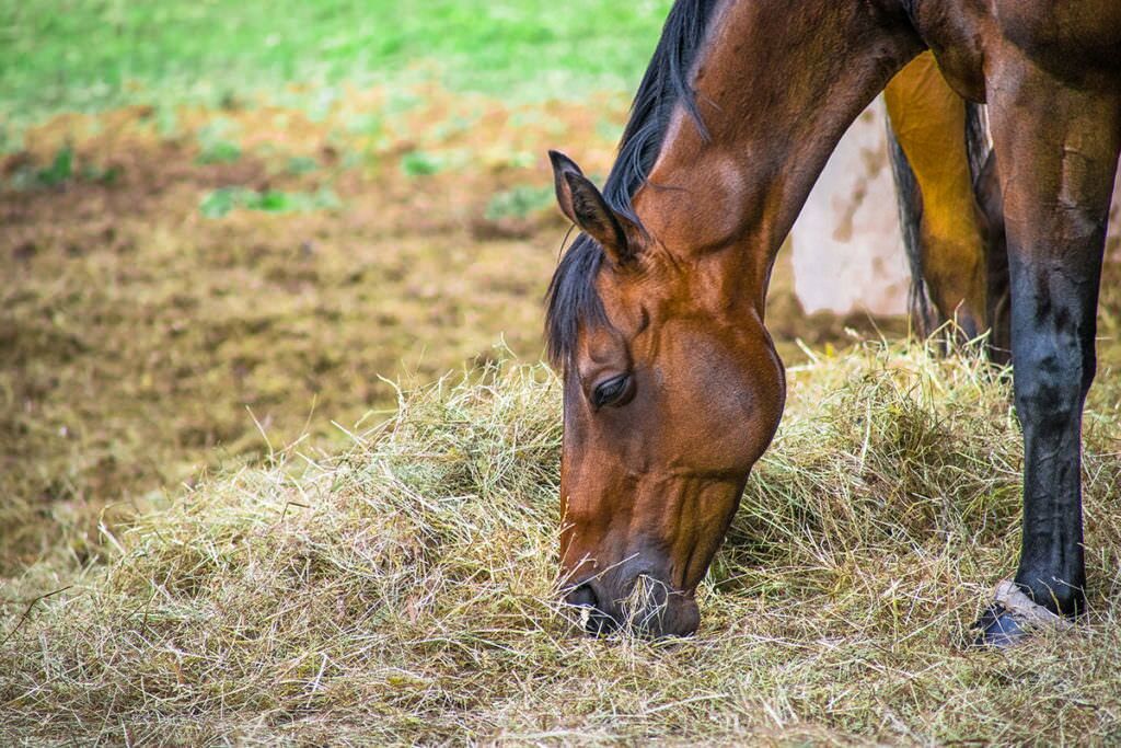 horse-hayrs-1024x683-1