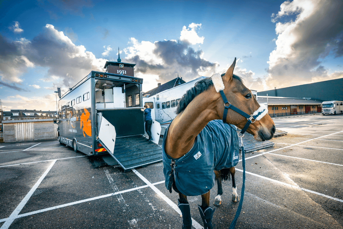 horse